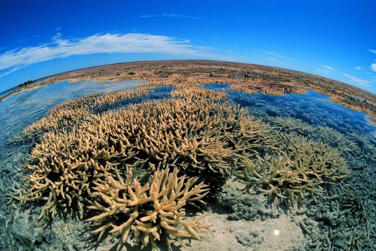 Imagen de la gran barrera de coral de Australia, en una imagen de archivo del año 2000.