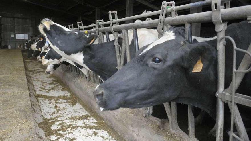 Vacas en una explotación láctea de Galicia.