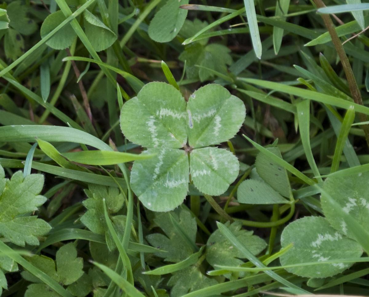 Trébol de cuatro hojas (Marsilea batardae), en peligro de extinción.