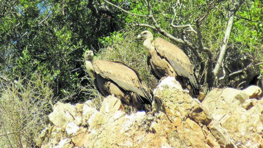 Buitres leonados, especie que anida en la provincia de Córdoba.