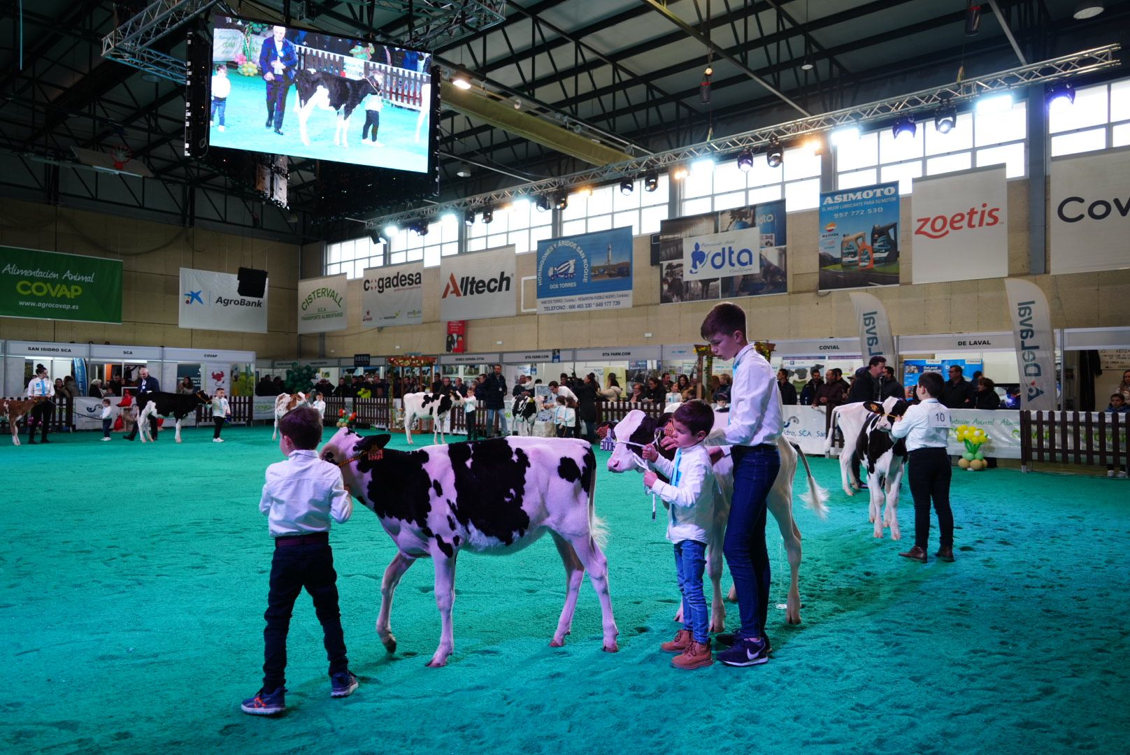 El Concurso Morfológico 'Usías Holstein' de Dos Torres, en imágenes