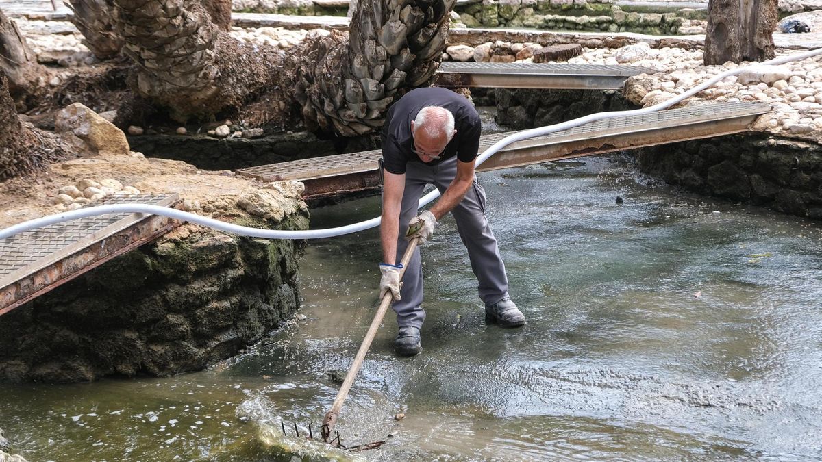Un empleado de las brigadas limpia una charca del Parque Municipal de Elche
