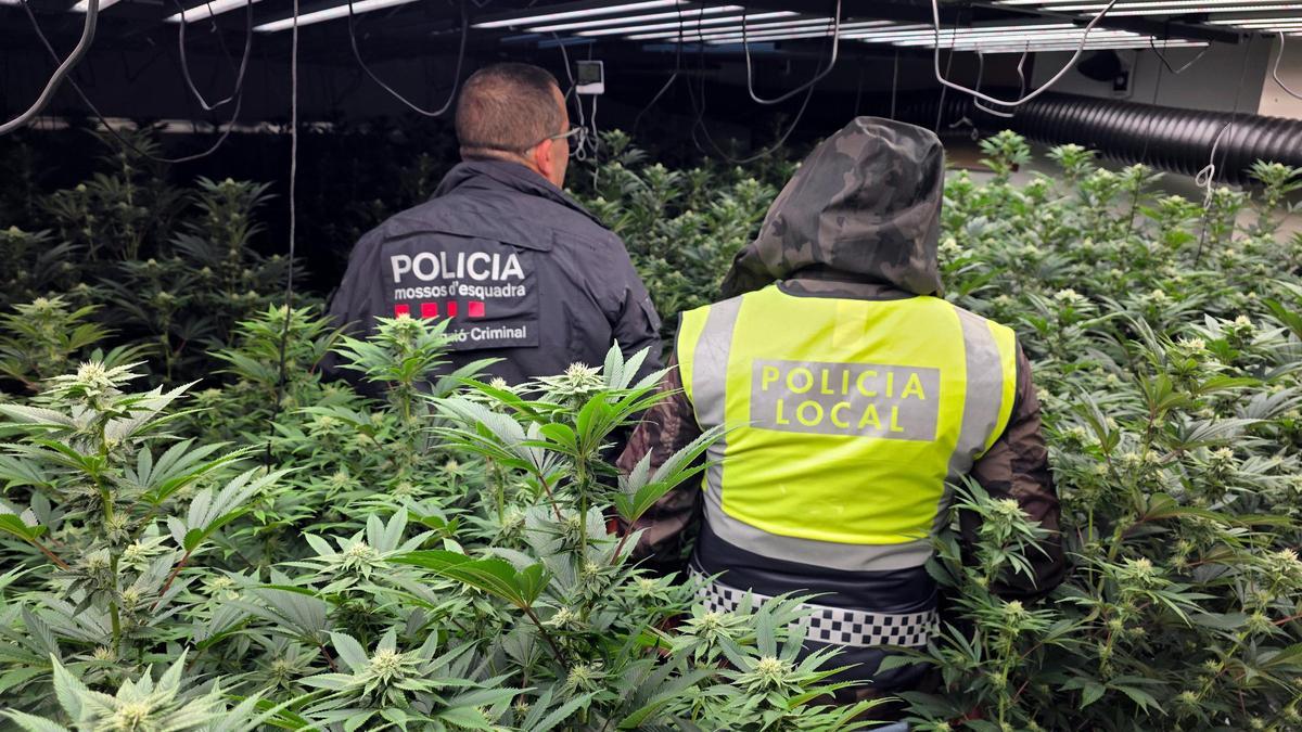 Els agents de la Policia Local de Platja d'Aro i els Mossos d'Esquadra amb la marihuana que creixia a l'interior de l'habitatge