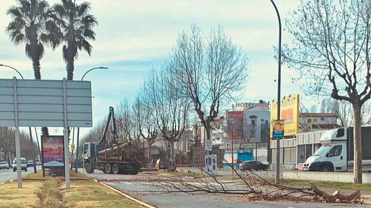 La tala d&#039;arbres a Empuriabrava que preocupa l&#039;associació