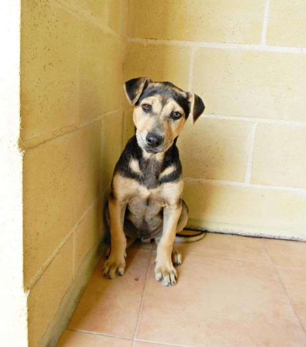 MOSI. El 14 de marzo, Mosi fue dejado en la protectora junto a su madre y hermana. Ahora es el único que queda por encontrar una familia. Este pequeño buscador de caricias nunca ha probado el calor de un hogar, ni alguien que comparta sus momentos junto a él. Mosi está preparado para demostrar todas las ganas que tiene de repartir lametones y juegos. Un chiquitín de gran corazón en busca de alguien tan único como él.