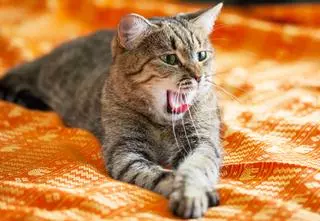 Di sí a este arenero autolimpiable para gatos que los veterinarios recomiendan