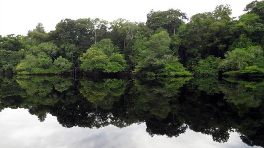 La Amazonia atesora más de 11.600 especies de árboles