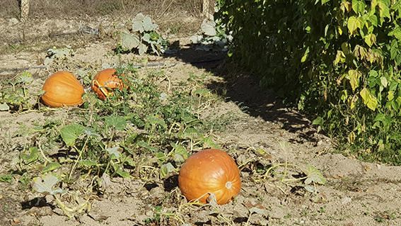 Carabassa. És una planta reptant que pot arribar a 10 m de llargada, els seus fruits varien en grandària i color.