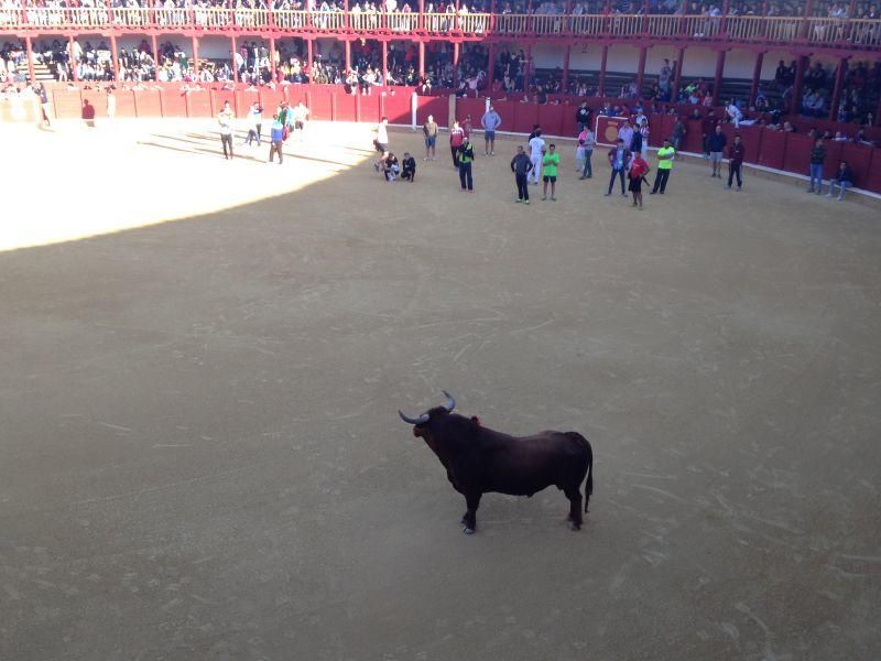 Toro de cajón y encierro urbano en Toro