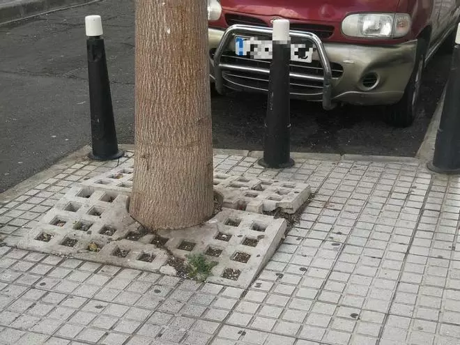 CC-UxGC solicita el traslado de árboles por peligro de sus raíces en viviendas