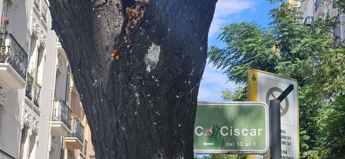 Nidos de cotonet en la calle Císcar