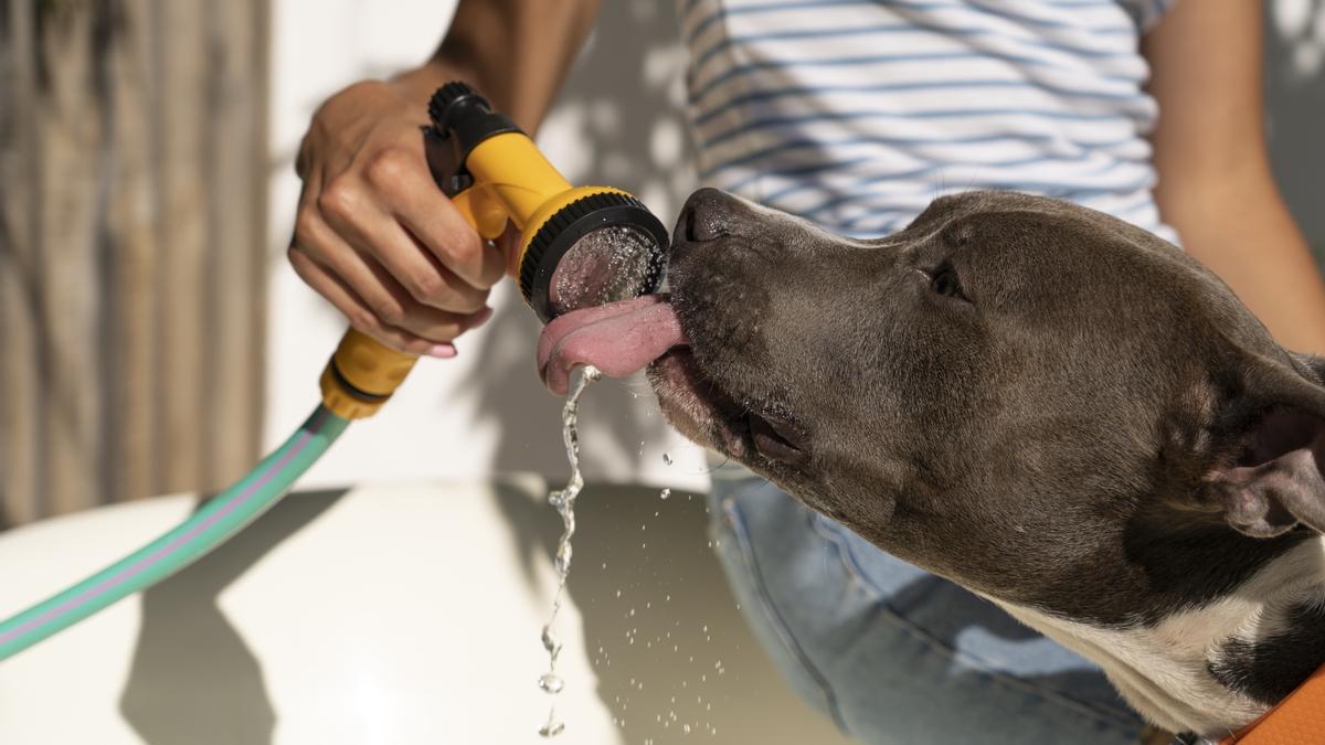 Un perro bebiendo agua