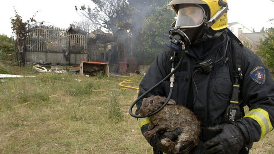 Un bombero muestra al conejo superviviente tras apagar el incendio.