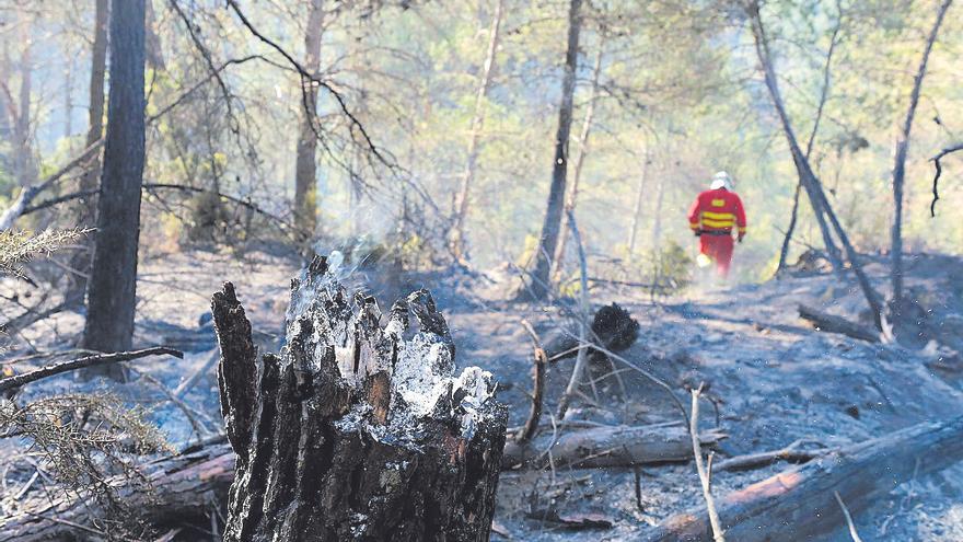 La destrucció de microrreserves de flora, desastre sota la cendra