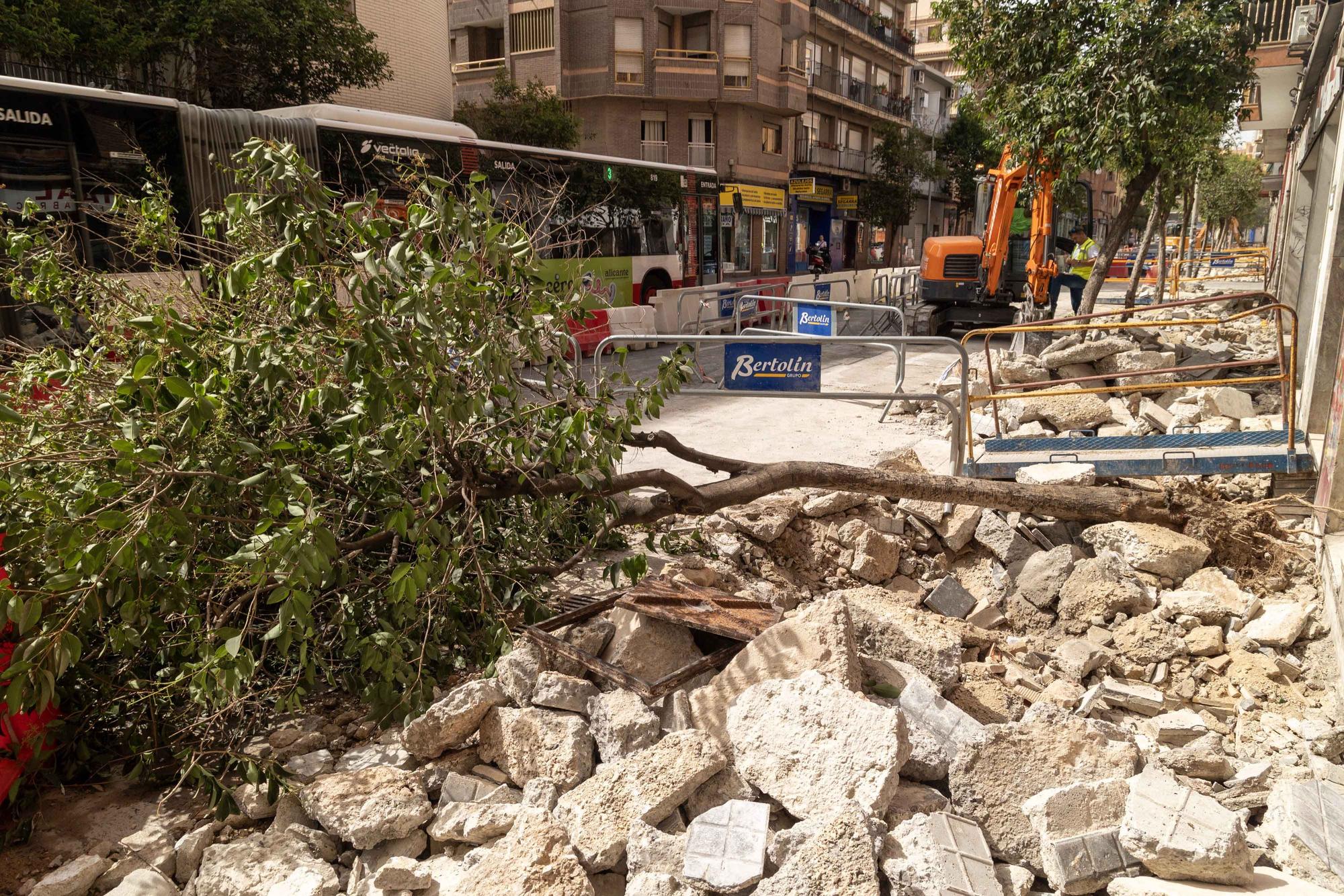Arrancan árboles en la zona de obras de la Avenida de Jijona y Maestro Alonso