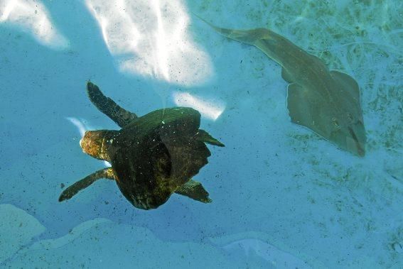 Schwer verletzt kam die Schildkröte zur Pflegestation im Palma Aquarium. Knapp ein Jahr später steht sie kurz vor der Freilassung.
