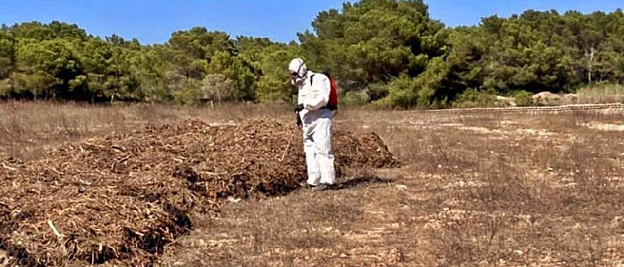 Fumigado de lodo cubierto de vegetación. | D.I.