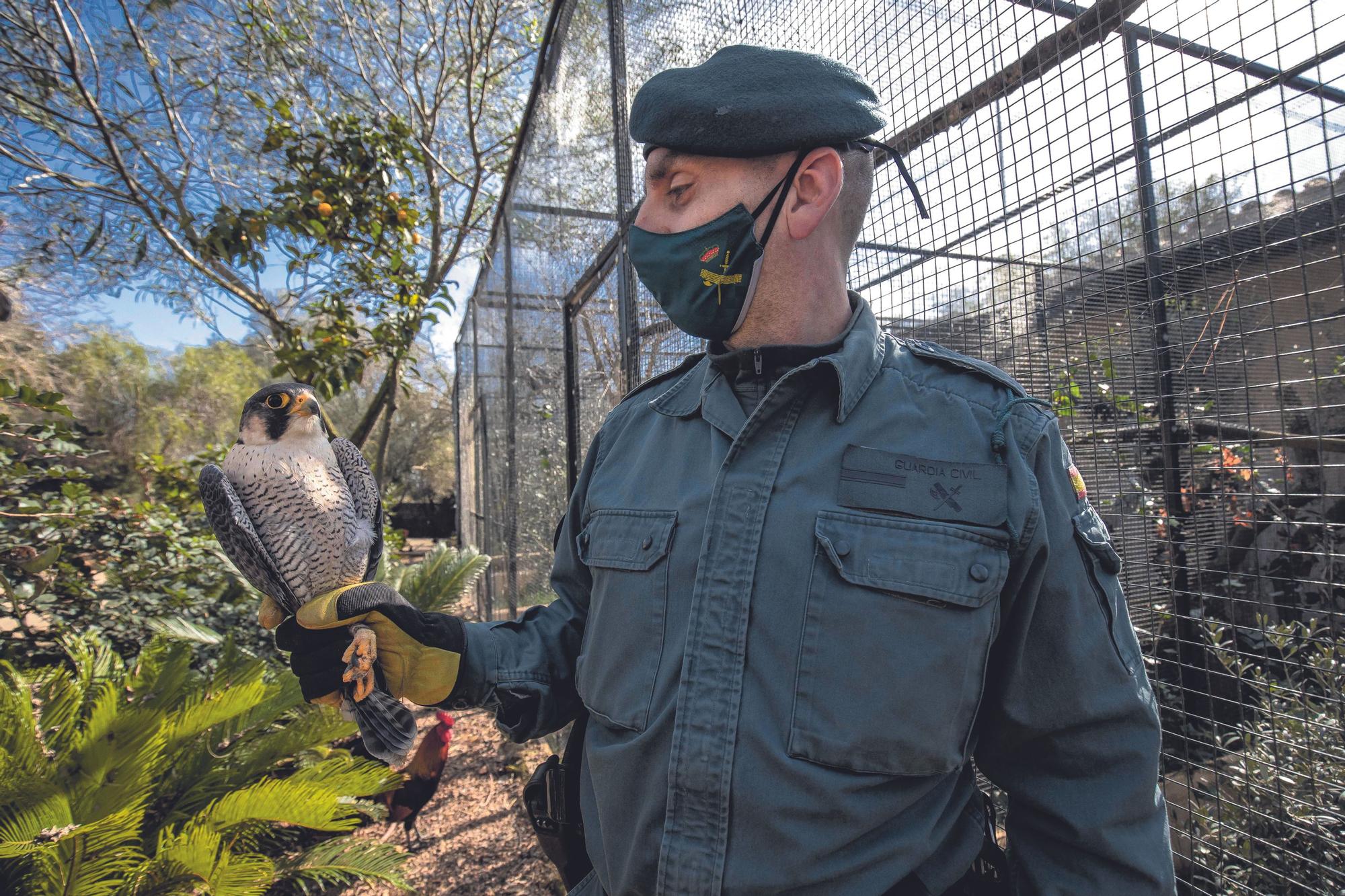 Un agente de la Guardia Civil sostiene en una mano un halc�n peregrino recuperado.jpg