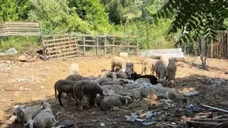 Los Mossos detectan puntos de sacrificio ilegal de ganado donde se vende carne sin garantías sanitarias