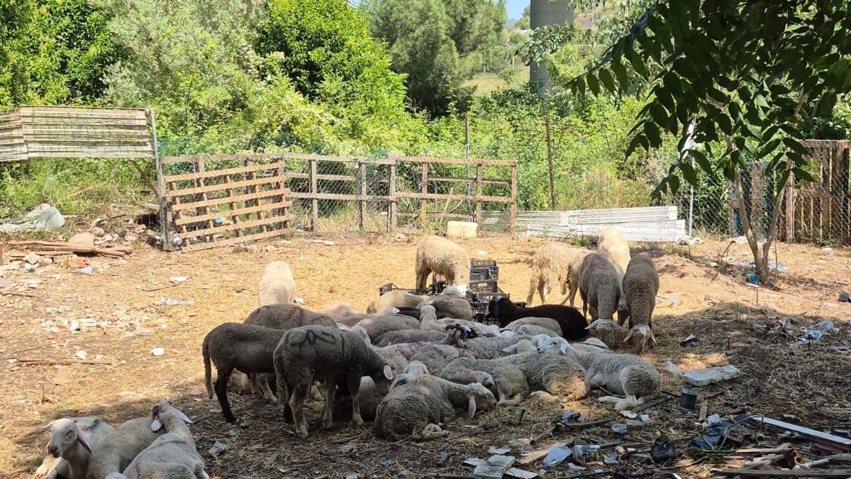 Corderos encontrados por los Mossos en condiciones sanitarias muy deficientes en Martorell