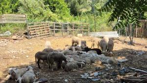 Corderos encontrados por los Mossos en condiciones sanitarias muy deficientes en Martorell