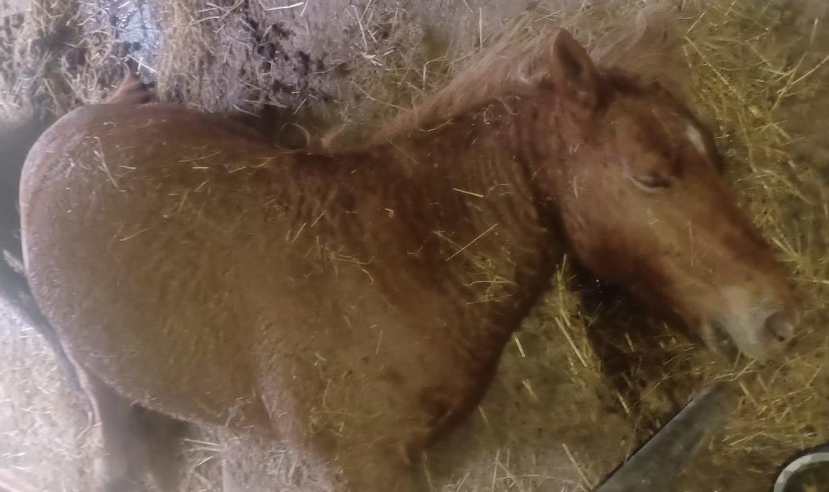 Uno de los animales fallecidos, propiedad de Basilio González.