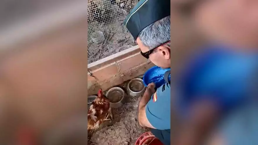 Agentes de Guardia Civil acceden a una finca afectada por incendios para alimentar a gallinas