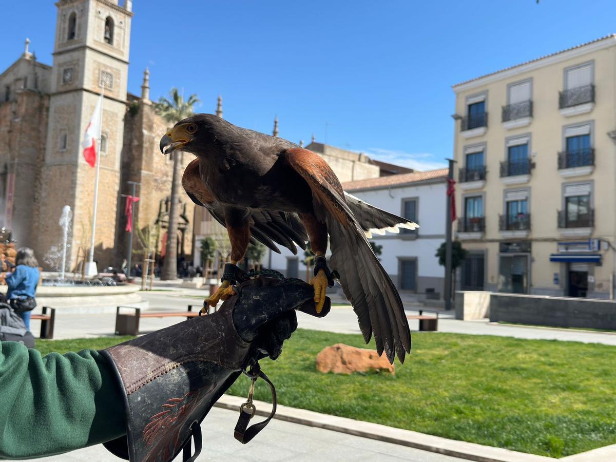 Actuación de control de palomas en Don Benito mediante cetrería.