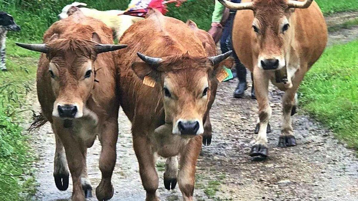 Varias vacas de la raza asturiana de la montaña.