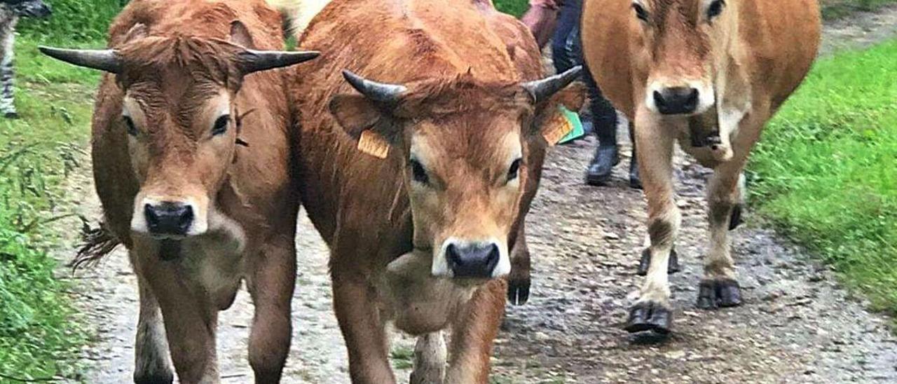 Varias vacas de la raza asturiana de la montaña.