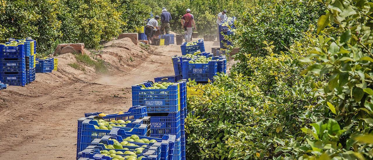 Recogida de limones en un campo de la Vega Baja, con las cajas puestas junto a los árboles.  | TONY SEVILLA