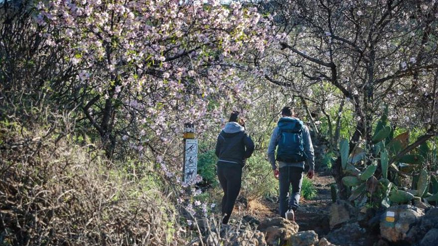 Almond trees in bloom in Santiago del Teide