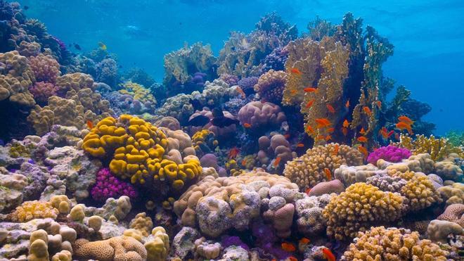 Corales del Coral Bloom Project