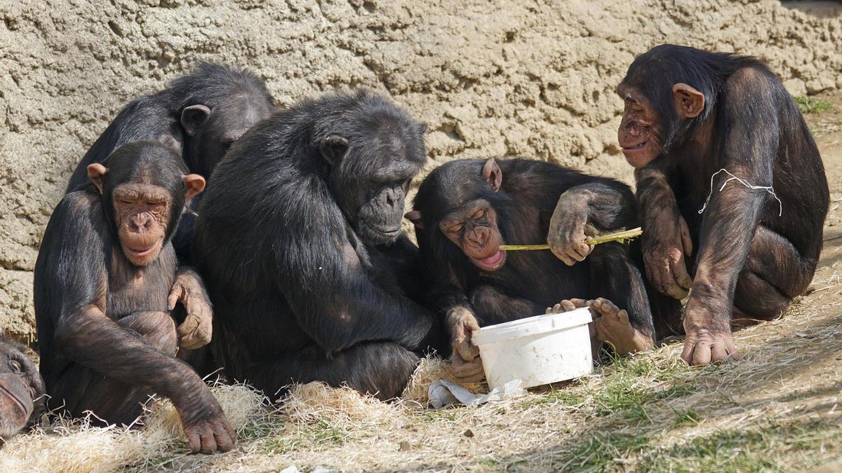 Un grupo de chimpancés.