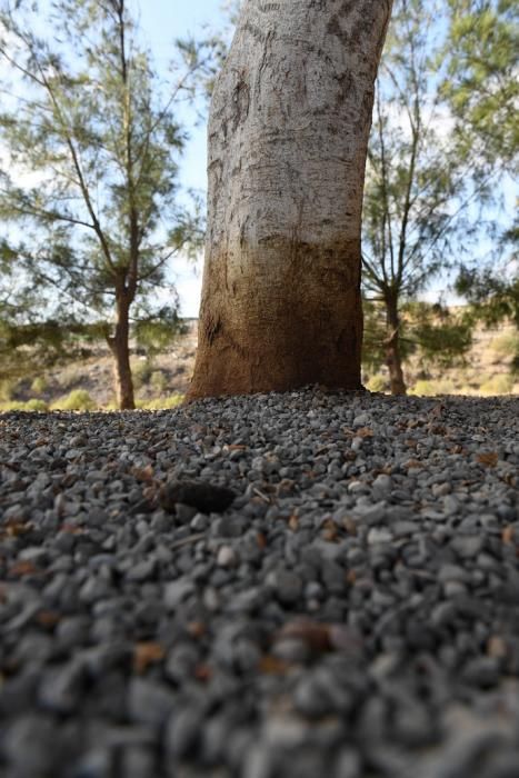 PLAGA DE PULGAS EN CARRIZAL