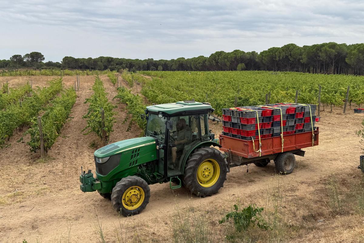 Un tractor transportant raïm de la verema en un celler de Sant Climent Sescebes