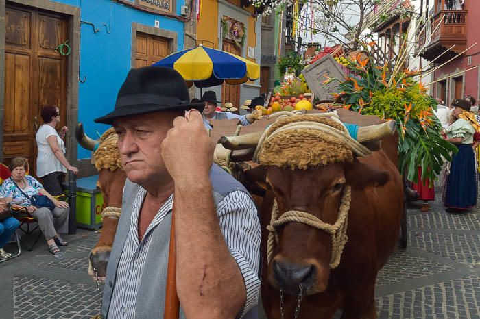 Carretas y grupos en la romería del Pino