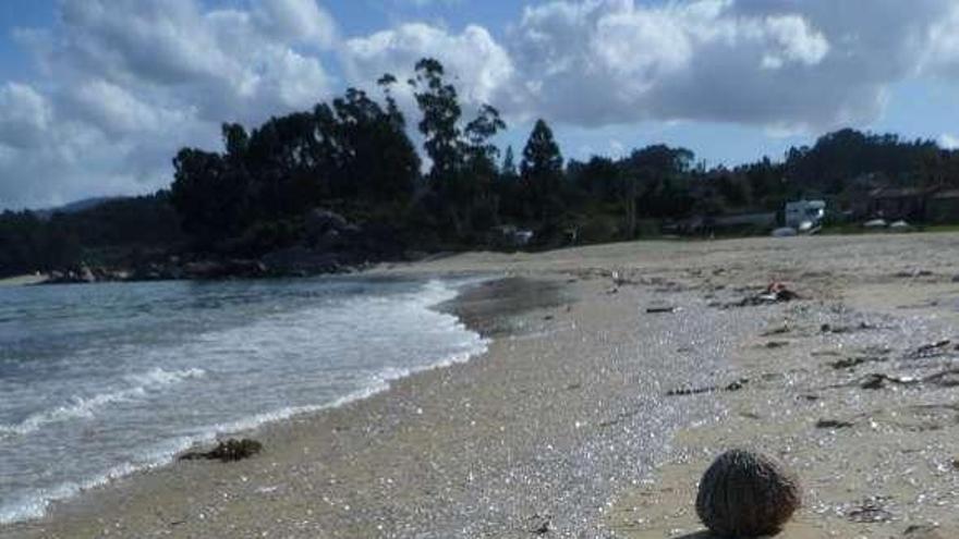 La playa de Mourisca ayer, con millones de ejemplares de salpa. // G.N