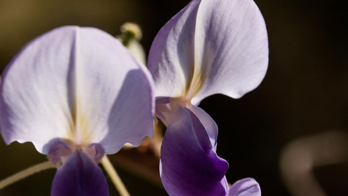 Descubre todo lo necesario para plantar una glicinia en maceta