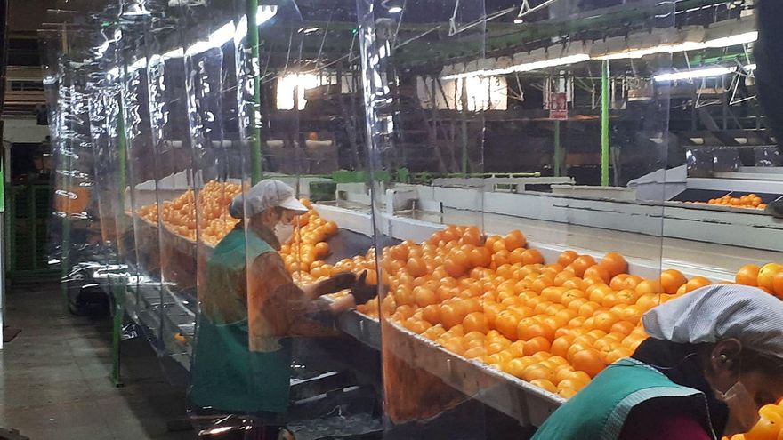 Línea de lavado de cítricos en una cooperativa hortofrutícola valenciana, en una imagen del pasado año 2020. | LEVANTE-EMV