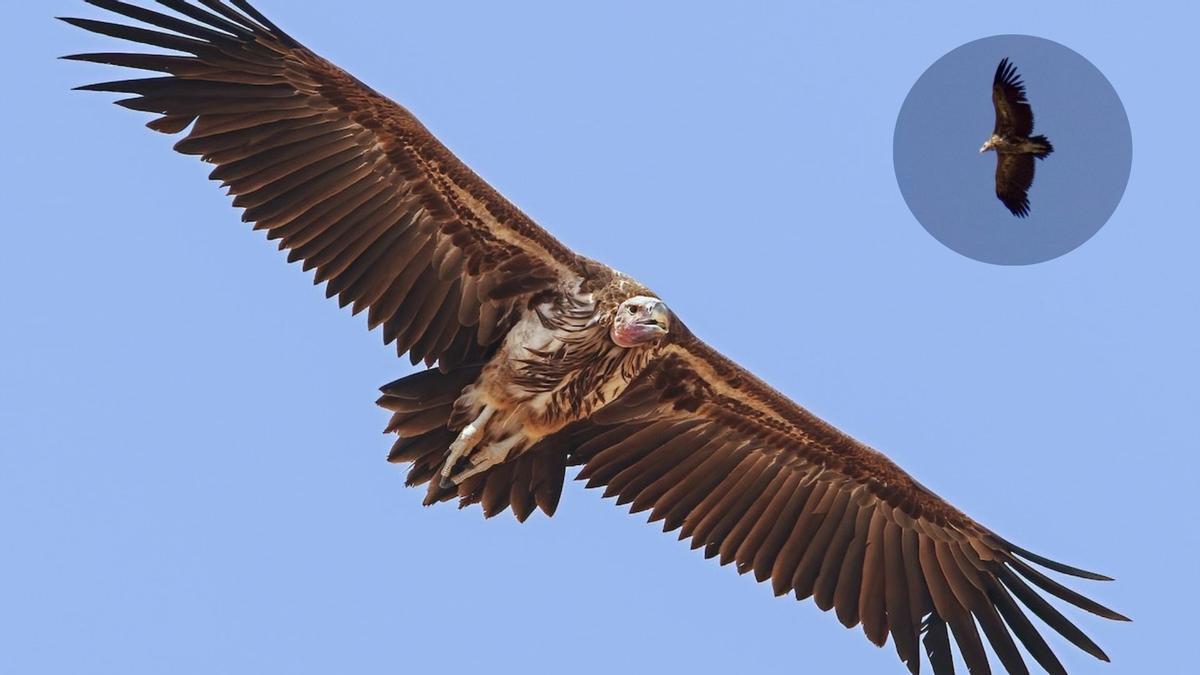 Avistamiento del Buitre Torgo en Málaga.