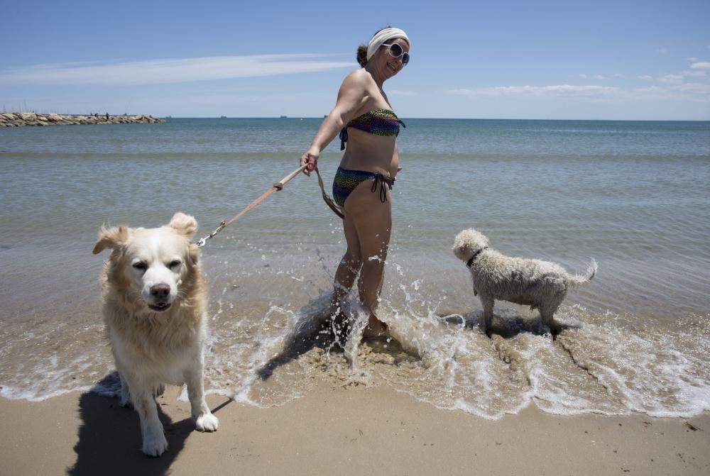 Primer día de la zona para perros en la playa de Pinedo