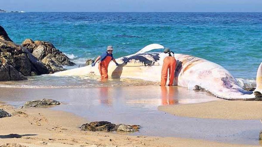 El cuerpo de la ballena varada en una playa de Corrubedo.  // Cemma