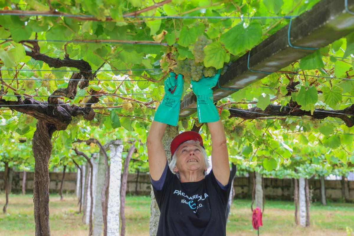 La pasada vendimia en la Denominación de Origen Rías Baixas.