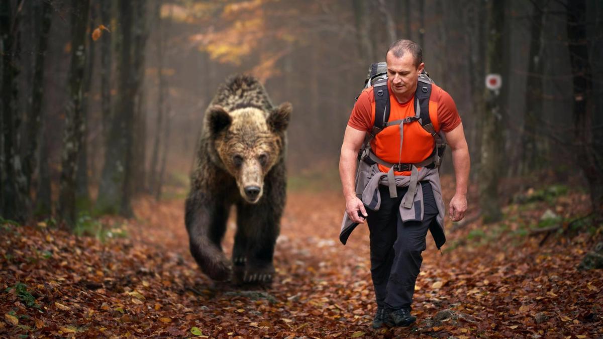 Osos, prevenir ataque osos
