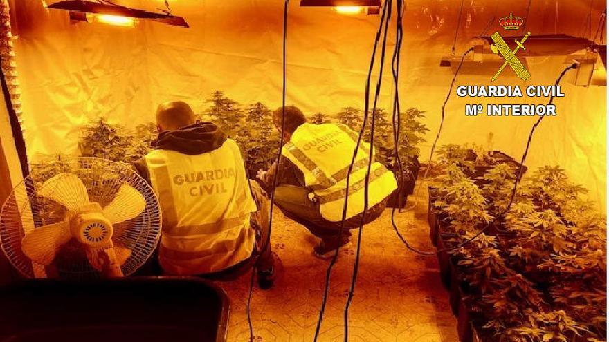 Desmantelado un cultivo &quot;indoor&quot; de marihuana con 74 plantas en Orpesa