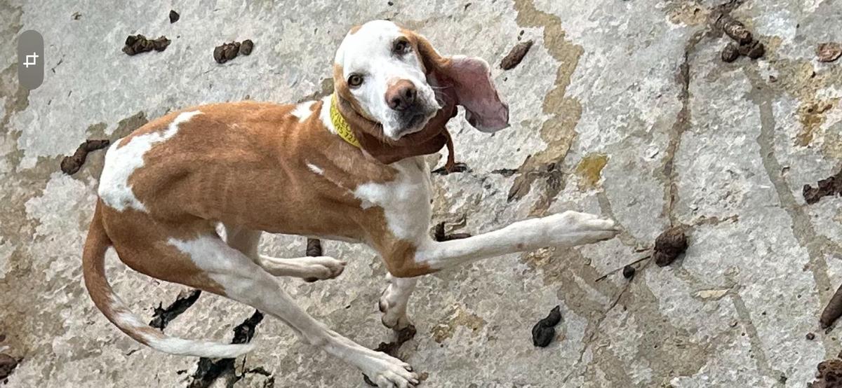 Uno de los perros desnutridos rodeado de excrementos.