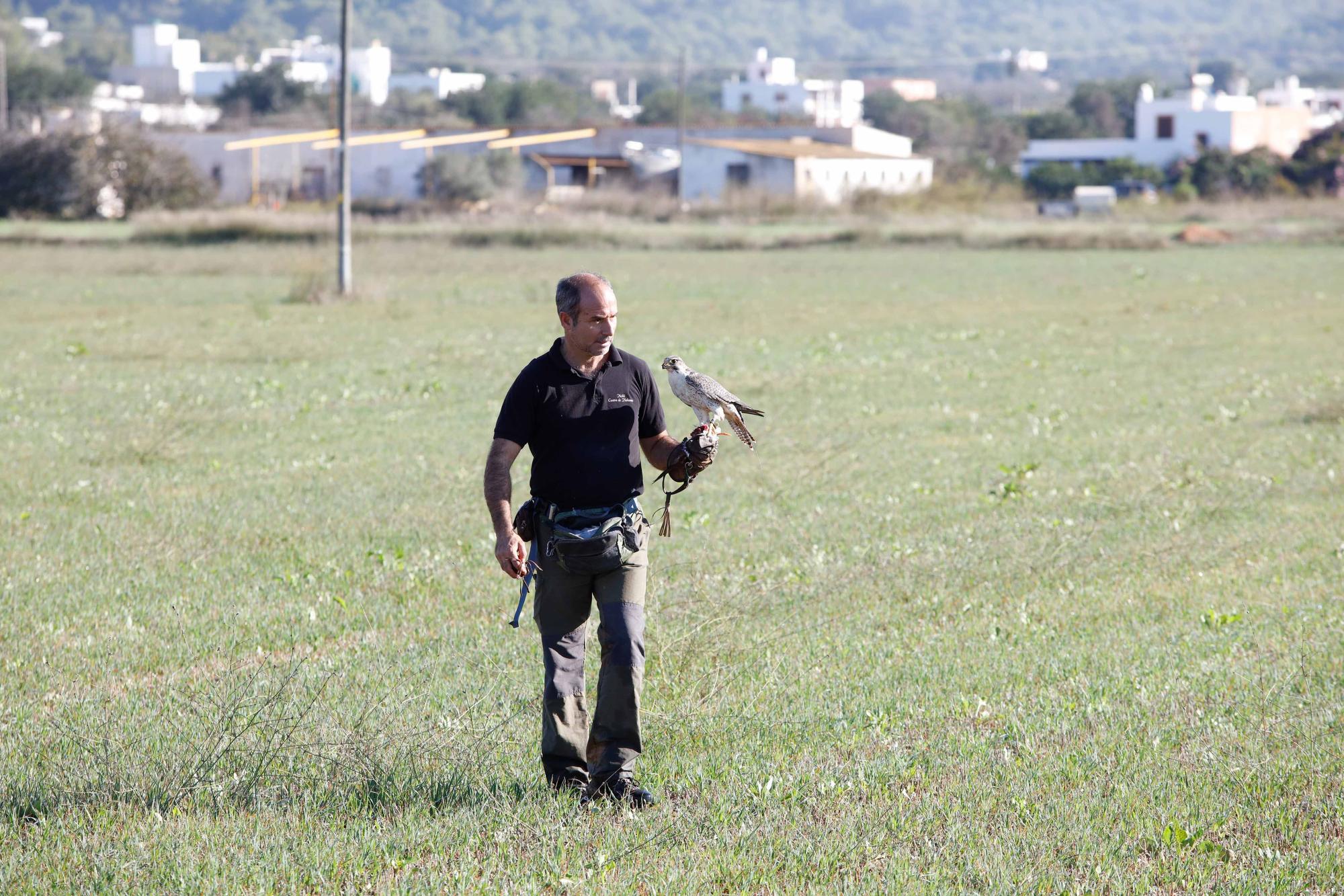 Halcones contra torcaces en Ibiza