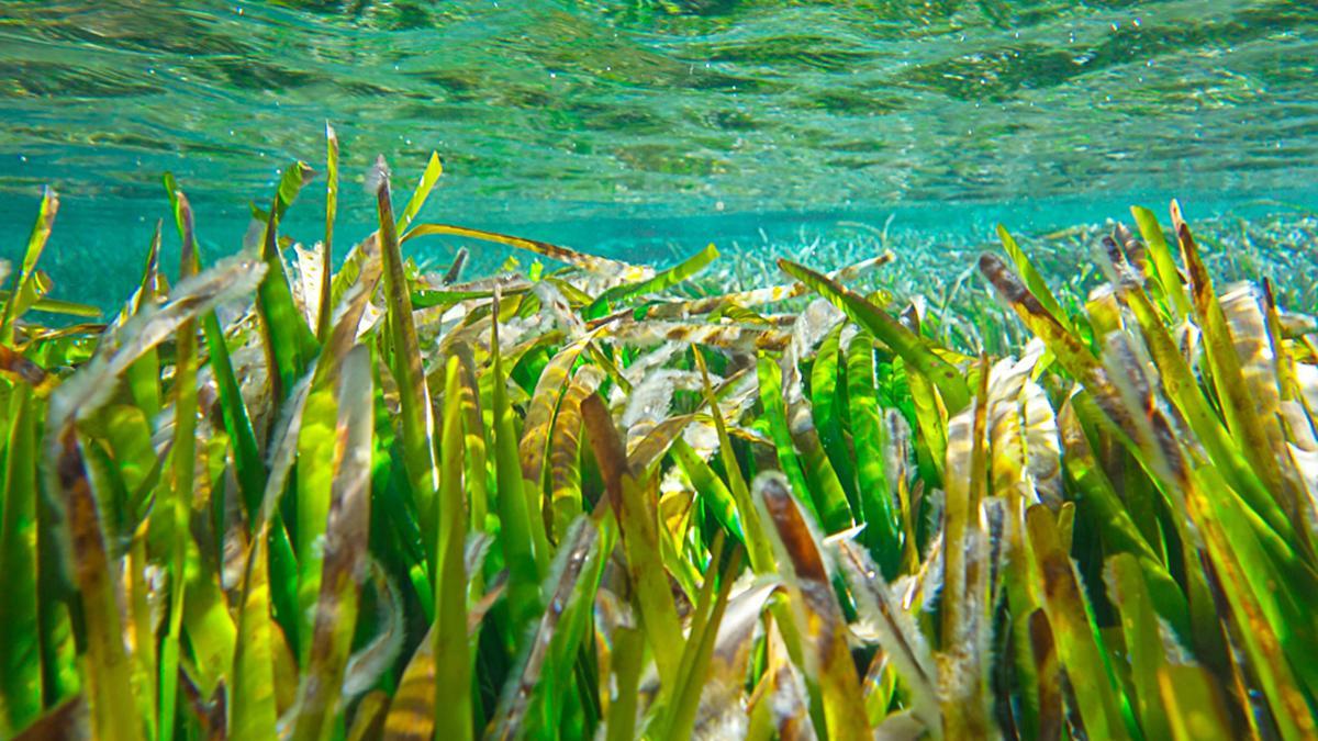 La Posidonia oceánica, el oxígeno del mar de Formentera