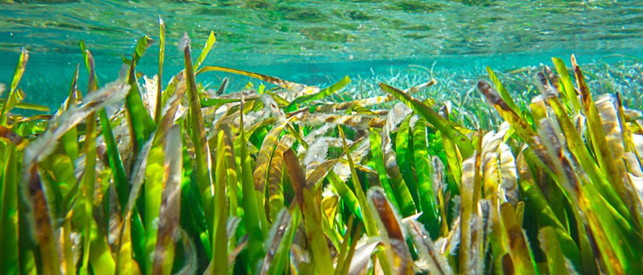 La Posidonia oceánica, el oxígeno del mar de Formentera